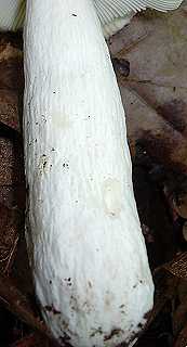 pied de champignon en massue ridul