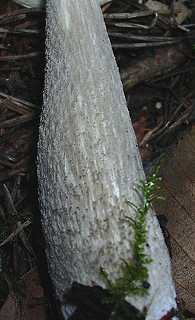 pied de champignon en massue mchuleux