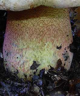 pied de champignon,  rseau