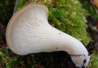 pleurote ptalode, hohenbuehelia petaloides