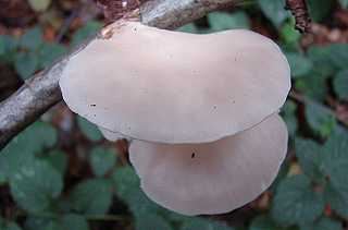 pleurote saumon, pleurotus salmoneostramineus