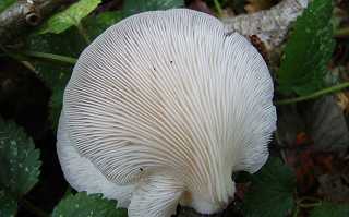 pleurote saumon, pleurotus salmoneostramineus