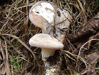 pleurote terrestre, hohenbuehelia geogenia
