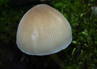 plute hiatulus, pluteus hiatulus