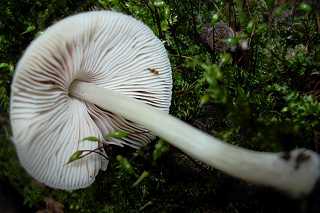 plute hiatulus, pluteus hiatulus