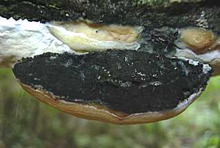 polypore noircissant, phellinus nigricans