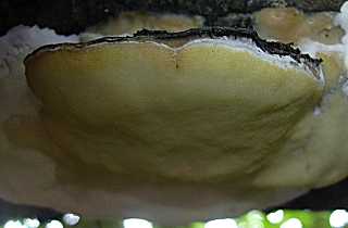 polypore noircissant, phellinus nigricans