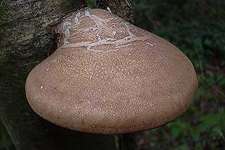 polypore du bouleau, piptoporus betulinus