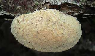 polypore circin, onnia leporina