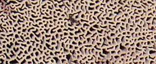 polypore circin, onnia leporina