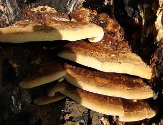 polypore cuticularis, inonotus cuticularis