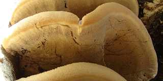polypore cuticularis, inonotus cuticularis