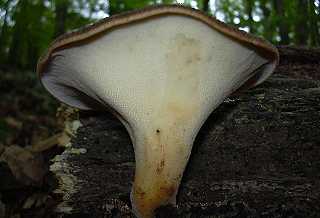 polypore cailleux, polyporus squamosus