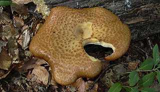 polypore cailleux, polyporus squamosus