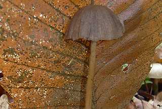 psathyrelle semi-vtue, psathyrella semivestita
