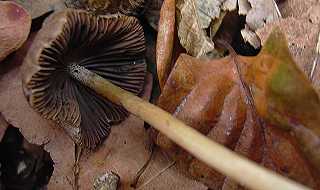 psathyrelle semi-vtue, psathyrella semivestita