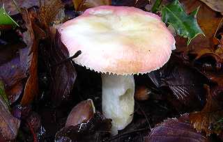 russule du bouleau, russula betularum