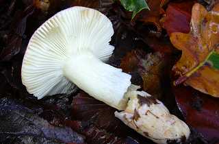 russule du bouleau, russula betularum