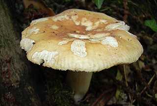 russule  pied farineux, russula farinipes