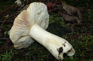 russule  pied farineux, russula farinipes