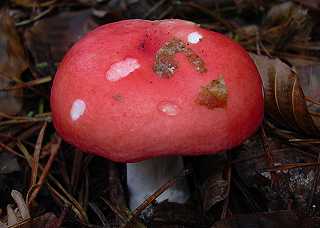russule du htre, russula fageticola