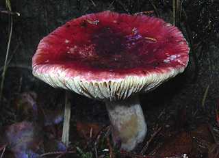 russule des marais, russula helodes