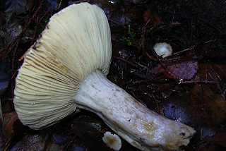 russule des marais, russula helodes