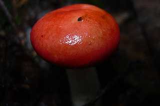 russule fausse integra, russula pseudointegra