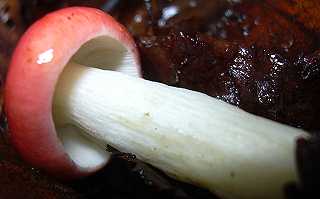 russule fausse integra, russula pseudointegra