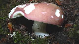 russule tardive, russula cessans