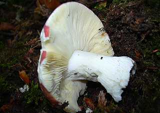 russule tardive, russula cessans