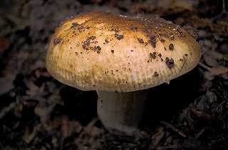 russule voile, russula pseudoaffinis