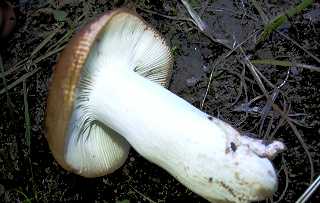 russule voile, russula pseudoaffinis