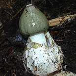 satyre puant, phalle impudique, phallus impudicus