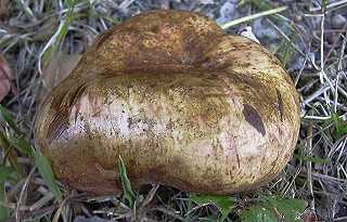 sclroderme oignon, scleroderma cepa