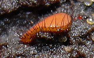 scutelline crinita, scutellinia crinita