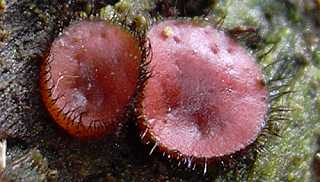 scutelline crinita, scutellinia crinita