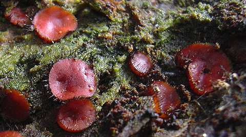 scutelline crinita, scutellinia crinita