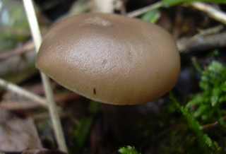 tephrocybe de Boudier, tephrocybe boudieri