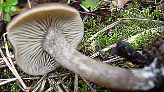 tephrocybe de Boudier, tephrocybe boudieri