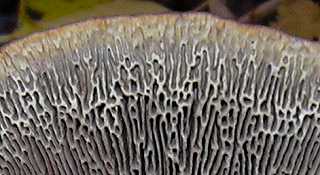 tramte rougissante, daedaleopsis confragosa