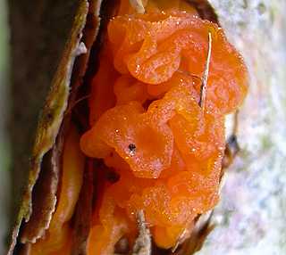 trmelle du cerisier, craterocolla cerasi