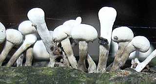 trmelle du htre, phleogena faginea