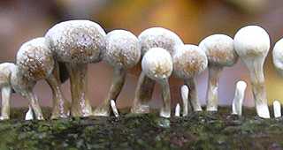 trmelle du htre, phleogena faginea