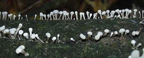 trmelle du htre, phleogena faginea