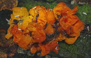 trmelle palme, dacrymyces chrysospermus