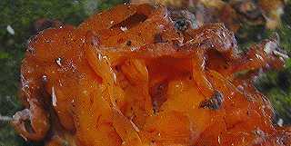 trmelle palme, dacrymyces chrysospermus