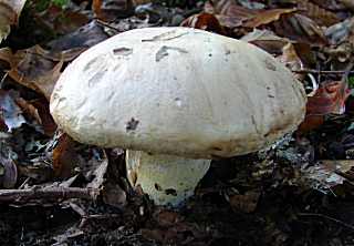 tricholome acerbe, tricholoma acerbum