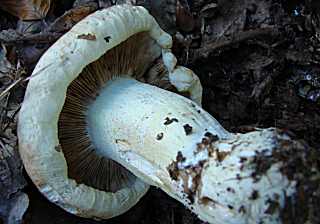 tricholome acerbe, tricholoma acerbum