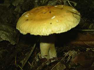 tricholome questre, tricholoma equestre